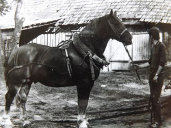 Varonis