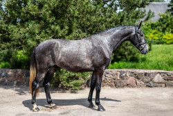 Cantarino