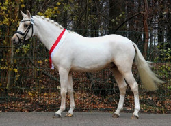 Hesselteichs Grimaldi