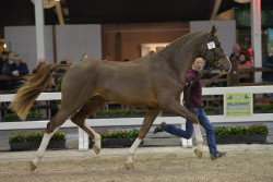 Menko Van De Wellington