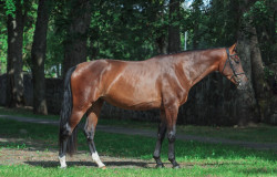 Vinnica Viana