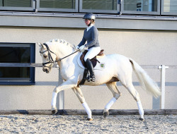Hesselteichs Grimaldi