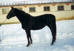 Febija